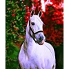 Broderie diamant : Cheval et fond coloré - sans chassis en bois - Figured'Art