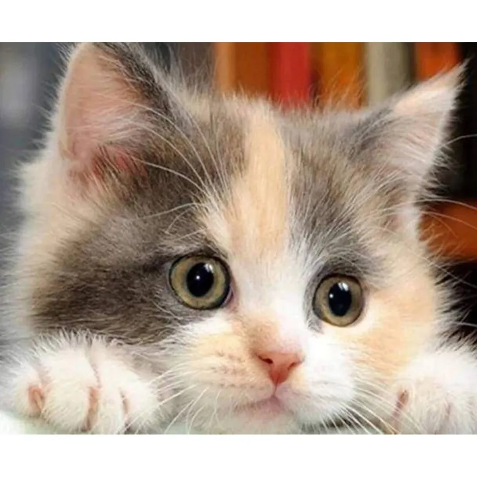Broderie diamant : Petit Chat curieux - sans chassis en bois - Figured'Art