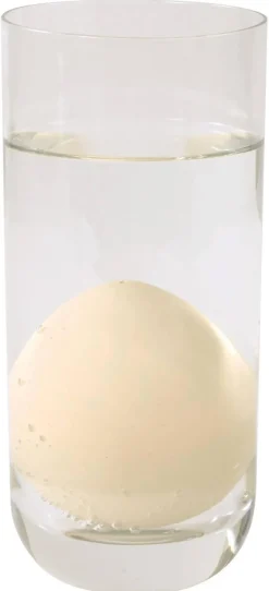 Coeufs d'animaux marins, grandissants - Eduplay