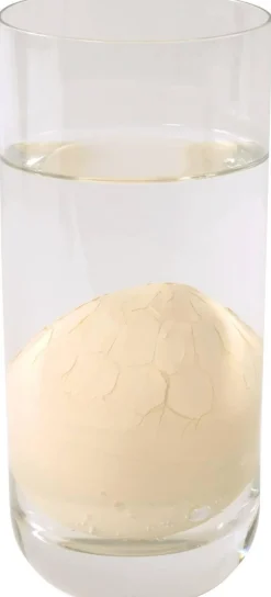 Coeufs d'animaux marins, grandissants - Eduplay