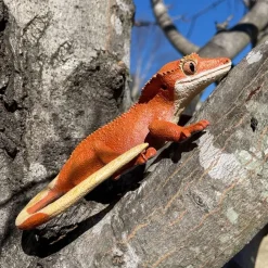 Figurine Gecko à crête - Safari Ltd