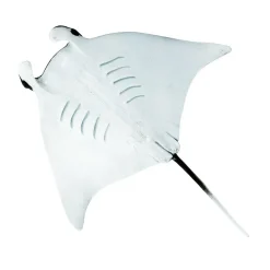 Figurine Raie manta - Safari Ltd