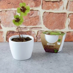 Kit de jardinage : Pot céramique Trèfle à 4 feuilles - Radis et Capucine