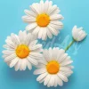 Mini broderie diamant : Jolies Marguerites Blanches - sans chassis en bois - Figured'Art