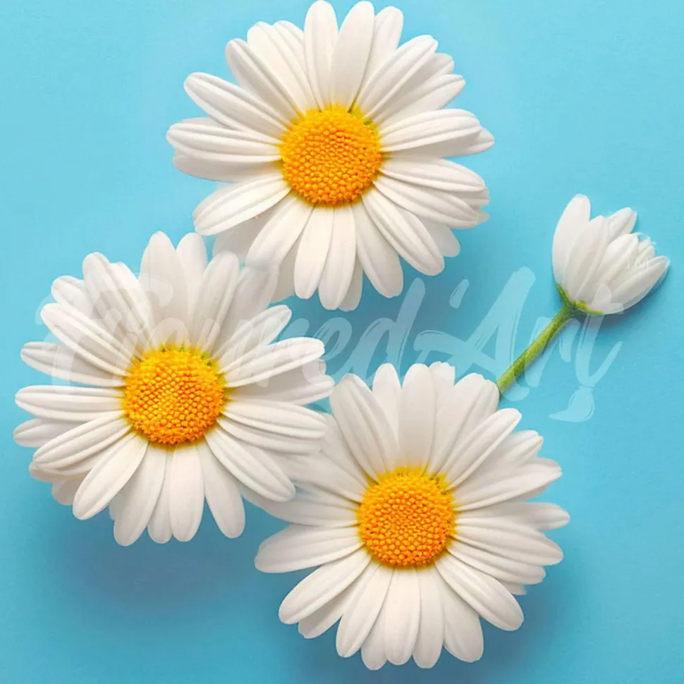 Mini broderie diamant : Jolies Marguerites Blanches - sans chassis en bois - Figured'Art