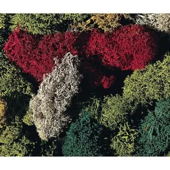 Modélisme : Végétation : Lichen 5 couleurs - Faller