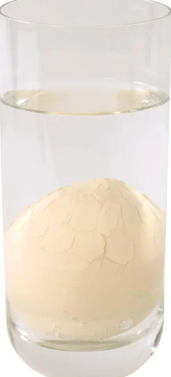 Oeufs de dinosaures, grandissants - Eduplay