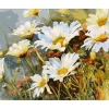 Peinture au numéro : Champ de Marguerites - sans châssis en bois - Figured'Art