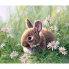 Peinture au numéro : Lapin et marguerites - sans châssis en bois - Figured'Art