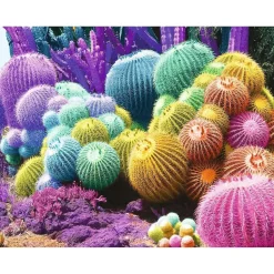 Puzzle 2000 pièces : Arc-en-ciel de cactus - Nathan