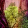 Puzzle 1000 pièces : Canyon chantant - Heye