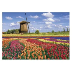 Puzzle 1000 pièces - Champs de tulipes - Hollande - Sentosphère