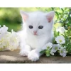 Puzzle 1500 pièces : Chaton blanc - Ravensburger