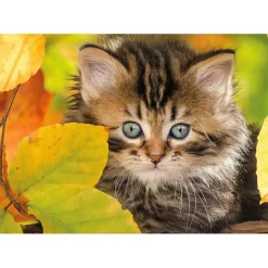 Puzzle 1500 pièces : Chaton en automne - Nathan