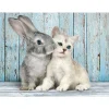 Puzzle 500 pièces : Chaton et lapin - Clementoni