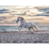 Puzzle 500 pièces : Cheval sur la plage - Ravensburger