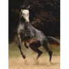 Puzzle 1000 pièces - Chevaux : Cheval moucheté - DToys