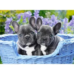 Puzzle 1000 pièces : Chiots Bouledogue français - Castorland