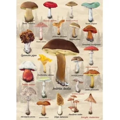 Puzzle 1000 pièces : Collage champignons - Dino