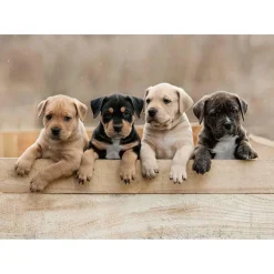 Puzzle 1000 pièces : Collection Tendresse - Les American Staffordshire Terriers - Nathan