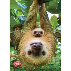 Puzzle 250 pièces : Collection Save our planet : Les paresseux - Eurographics