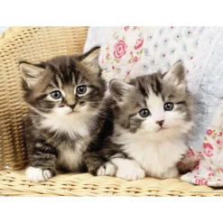 Puzzle 100 pièces : Duo de chatons - Nathan