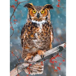 Puzzle 500 pièces : Grand Duc D'Amérique - Castorland