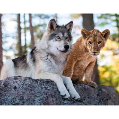 Puzzle 500 pièces : Le loup et le lion - Nathan