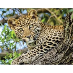 Puzzle 500 pièces : Les yeux du léopard - Nathan