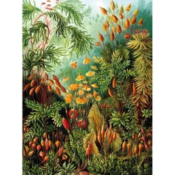 Puzzle 1000 pièces : Muscinés - Ks Games