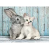 Puzzle 500 pièces + poster : Chat et Lapin - Clementoni