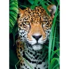 Puzzle 500 pièces + poster : Jaguar dans la jungle - Clementoni