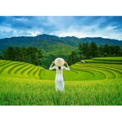 Puzzle 1000 pièces : Rizières au Vietnam - Castorland