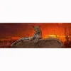 Puzzle 2000 pièces panoramique Edition Alexander Humboldt : Alex Bernasconi, Red Dawn - Heye