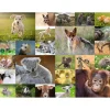 Puzzle 200 pièces XXL : Adorables bébés animaux - Ravensburger
