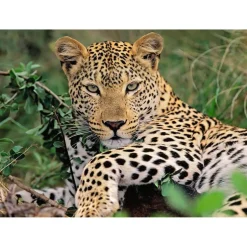 Puzzle 100 pièces XXL : Vio le léopard - Ravensburger