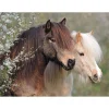 Puzzle 150 pièces XXL : Magnifiques chevaux - Ravensburger
