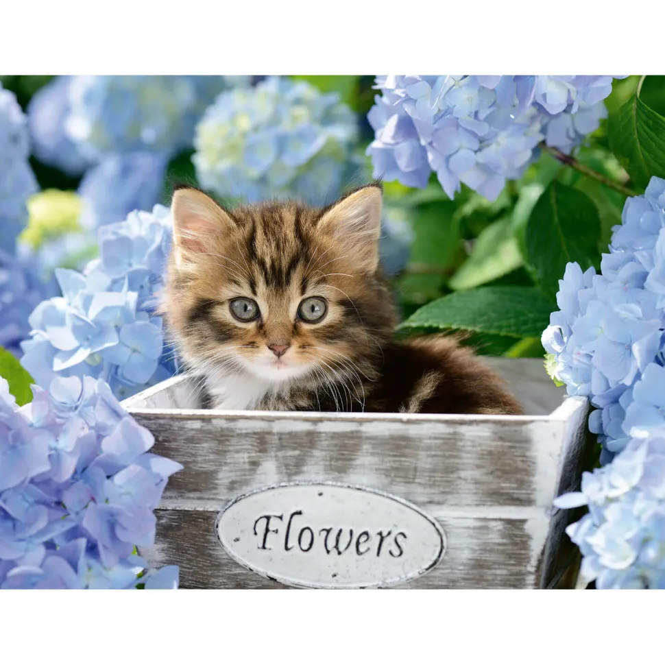 Puzzle 300 pièces XXL : Petit chaton - Ravensburger