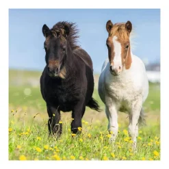 Puzzle 3 x 49 pièces : adorables poneys - Ravensburger