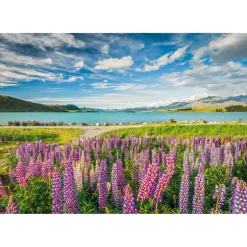 Puzzle Compact 1500 pièces : Lupin au lac Tekapo - Clementoni
