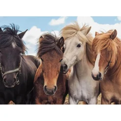 Puzzles 2 x 24 pièces : L'amour des chevaux - Ravensburger