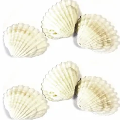 Sachet de 12 Coquillages éventail, Naturel - RueDeLaFete