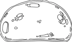 Tampon nourriture, set de 12 - Eduplay