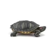 Tortue de Floride - Papo